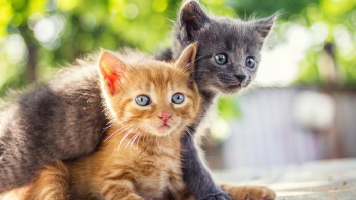 Темір тордың ар жағындағы мысықтың суреттері Темір тордың ар жағындағы мысықтың суреттері