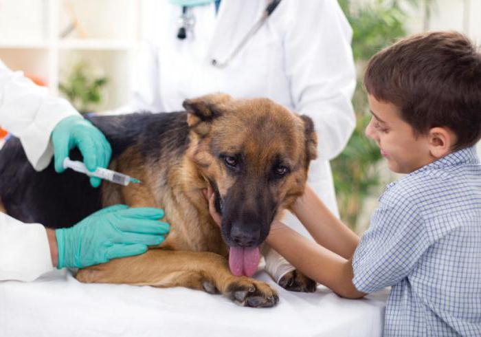 Нохойны галзуу өвчний вакцин