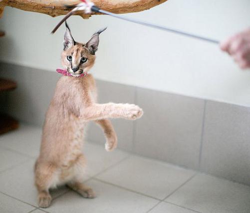 Порно анасы жыныстық қатынасты қалайды, ұлы көмектесті