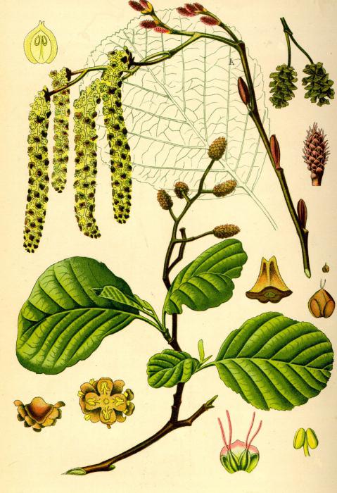 Армян секс: шындық және фантастика