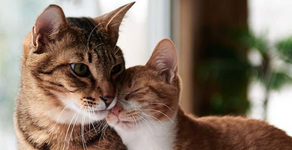 Jum kompilyatsiyasini tomosha qiling