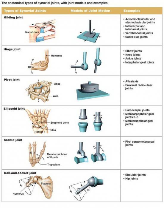 Мен анамның кискасын арт жағынан жалағанды жақсы көремін