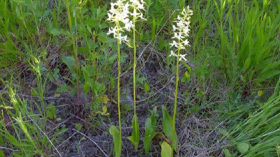 Жыныстық қатынас кезінде кондициялар Мәжбүрлі ауызша секс