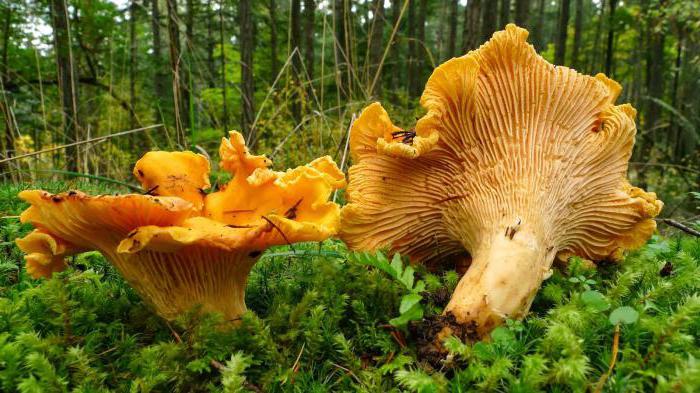 Лесби триосының порносын қараңыз