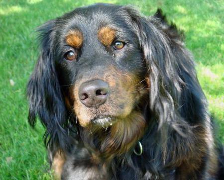 英语二传手 该品种的描述 猎狗二传手 照片和评论养犬