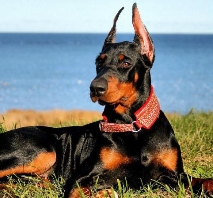 Doberman Cins Aciklama Karakteristik Egitim Ozellikleri