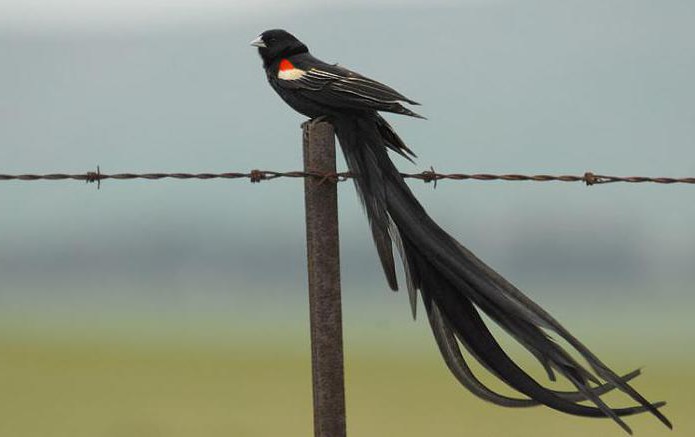 43+ Burung finch ekor panjang terbaru