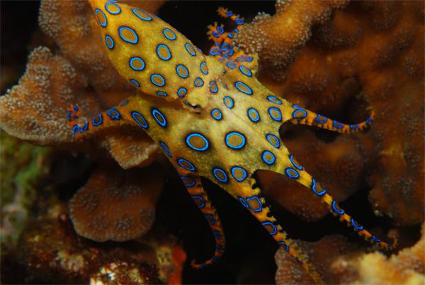 Кесу оның ішіне кездейсоқ түсті