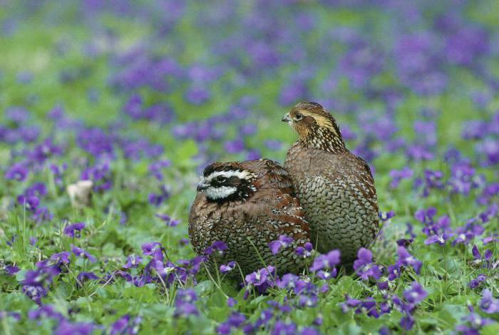 Аналық еркек