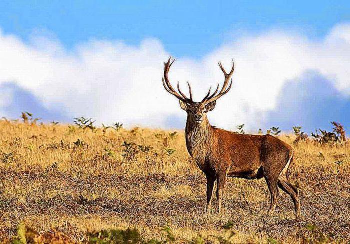 Bashkir pornosini onlayn tomosha qiling