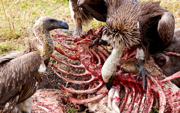 Burung Vulture Penerangan Dan Gambar