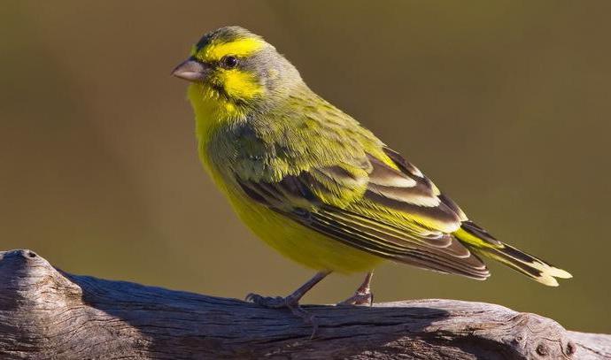 Serin Jenis Dan Ciri Ciri