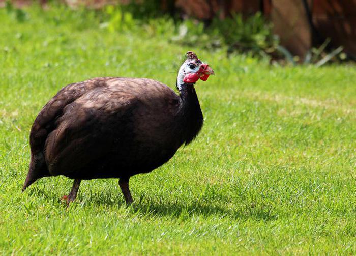 Ayam dari berkenaan dgn ayam: ayam belanda, ayam belanda, kuang 