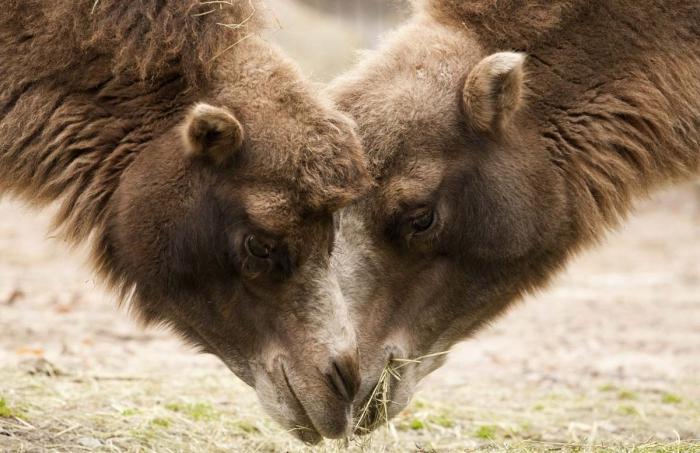 Zoo Di Helsinki Dari Hutan Ke Tundra