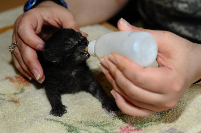 Adakah mungkin untuk memberi susu lembu anak kucing ini? Apa untuk 