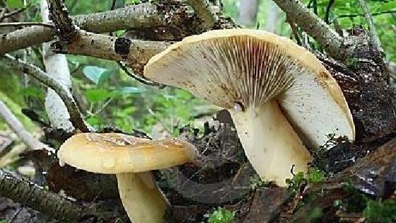 Порно фотосуретті қалай қыруға болады