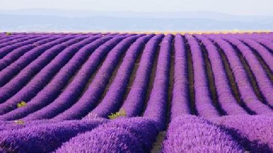 Транссексуалдар мен трансвеститтердің порнофотосуреттері