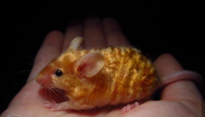 Еріндері бар әйел мүшесі