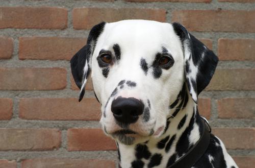 27+ Gambar Kartun Anjing Dalmatian - Gambar Kartun HD