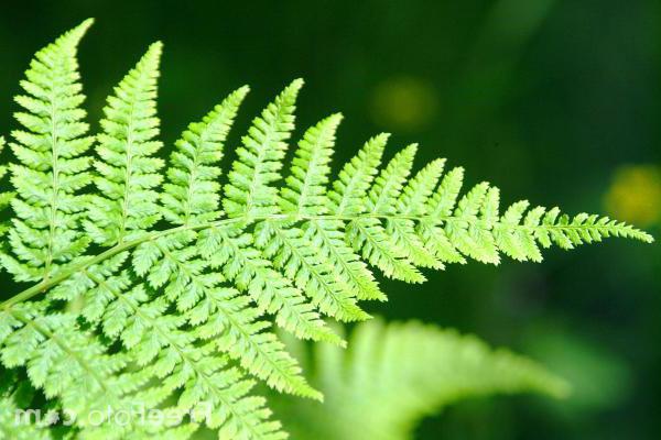 Африкалық кисканың фотосы