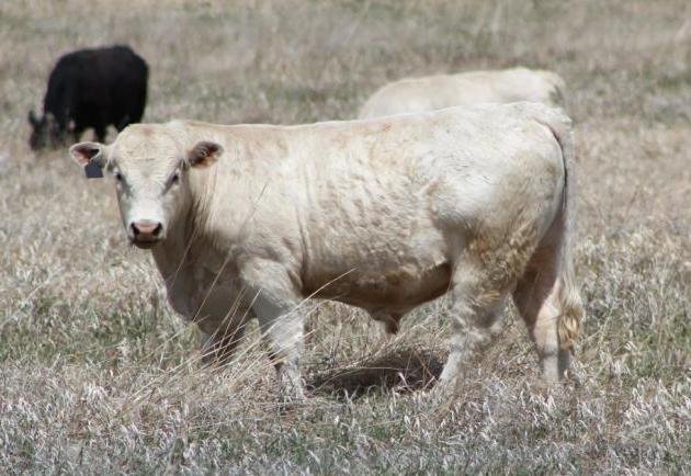 Әйелі үйдегі трусики порно Порно видео: ұлы анасын трахает