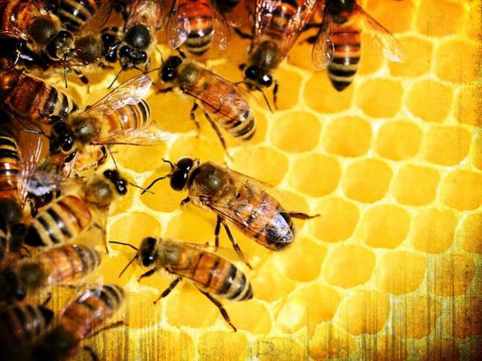 Persediaan Untuk Lebah Spesies Tanda Tanda Untuk Digunakan Beekeepers Sebenar