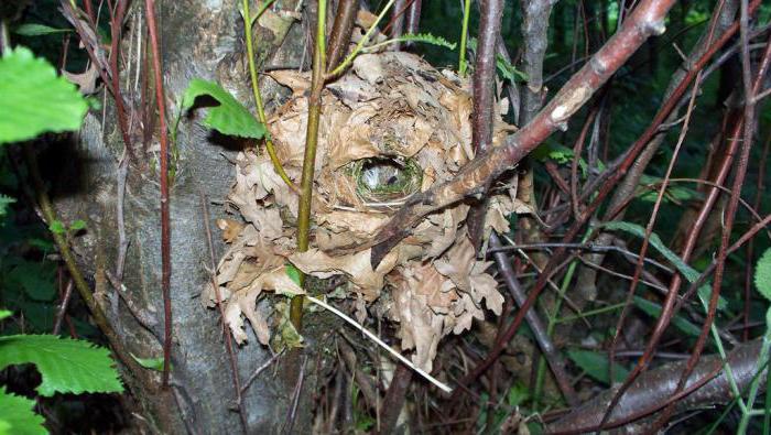 Irina Gorbachevaning yalangoch porno fotosuratlari Qora ayollarning porno giflari