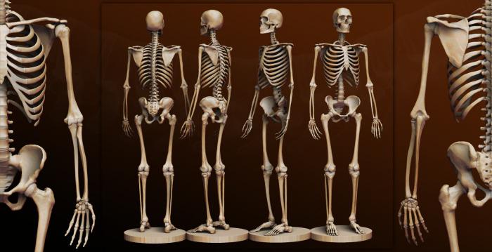 骨的人 解剖 人骨 人体骨骼与骨骼的名称