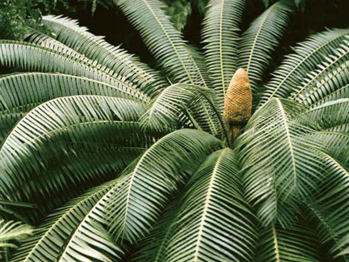 Cycas Penjagaan Di Rumah Cycas Revolyuta Daun Kuning Apa Yang Perlu Dilakukan