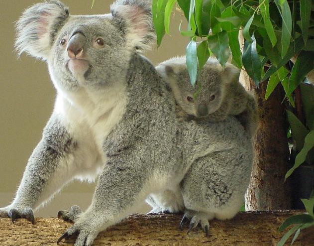 Gdje Radi Koala Opis I Karakteristike Ove Zivotinje