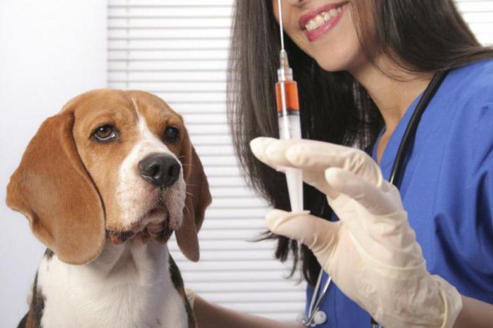 Rabiesan rabies vaccine