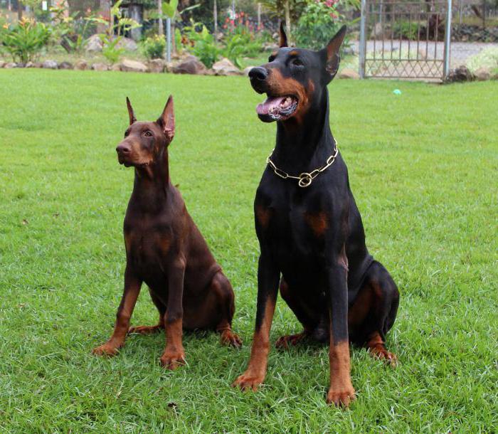Doberman Cins Aciklama Karakteristik Egitim Ozellikleri
