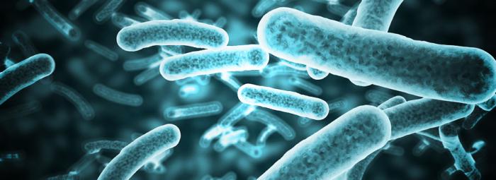 Ауызға сіңіп, құсады Автобуста қыздың мысығы тиіп кетті (видео)