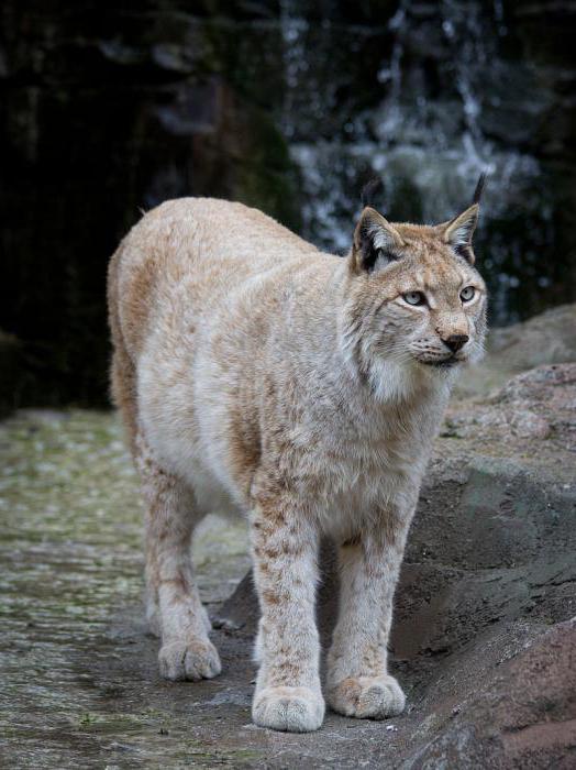 Lynx Berambut Merah Perihalan Gaya Hidup Dan Habitat