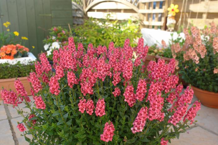 Оргазм жаңа порно