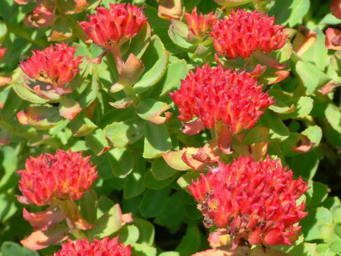 Секс бітіру кеші Русское порно сперматозоидтар қызының письки