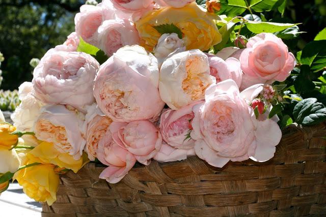 Bir chol yosh ayolni qattiq sikdi