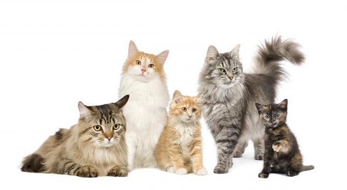 Dirofilariasis pada kucing: gejala, rawatan di rumah