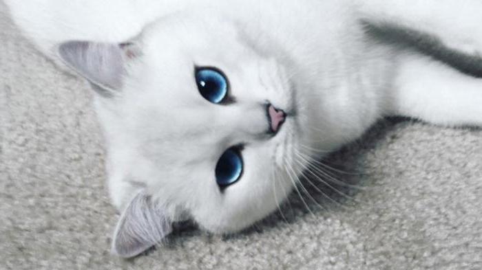 pisica albastră elvețiană anti-îmbătrânire
