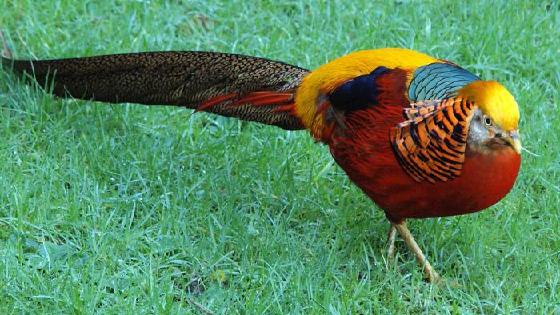 Бүкіл сиқыр тамағында