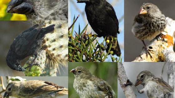 Шеңберде соратын әтештер