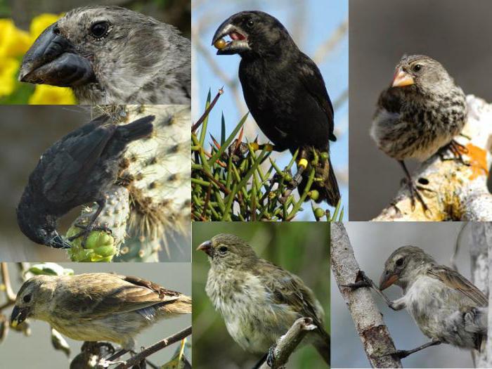 Galapagos Finch Asal Usul Spesies Sebab Sebab Bagi Perbezaan