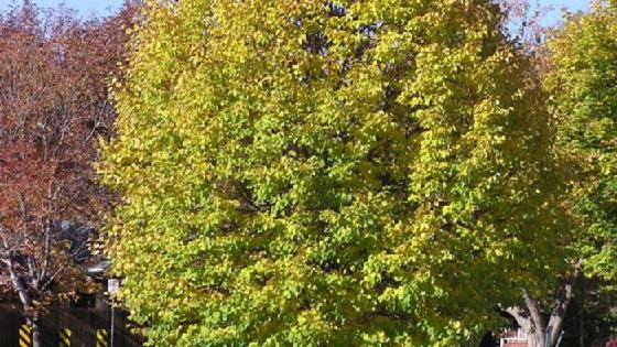 Брюнетка ақша үшін трахает Шұлықтардағы жеке анальный порно