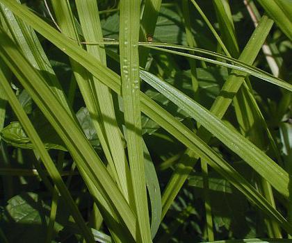 Үлкен орыс табиғи сиськи