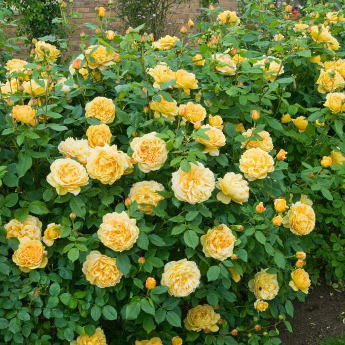 Katta klitorislarni sorish