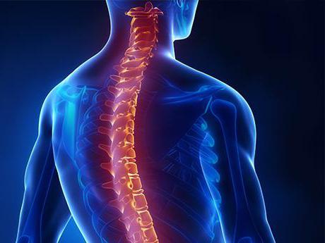 Мидың тірек тіндері Мидың тірек тіндері