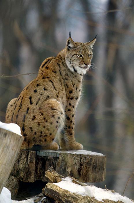Lynx berambut merah: perihalan, gaya hidup dan habitat