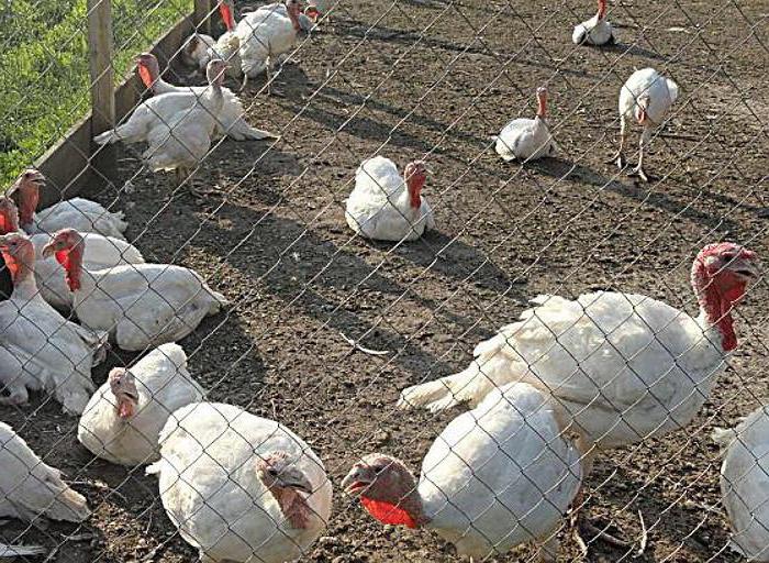 Алматыда жыныстық қатынасқа серіктес іздеген жұп