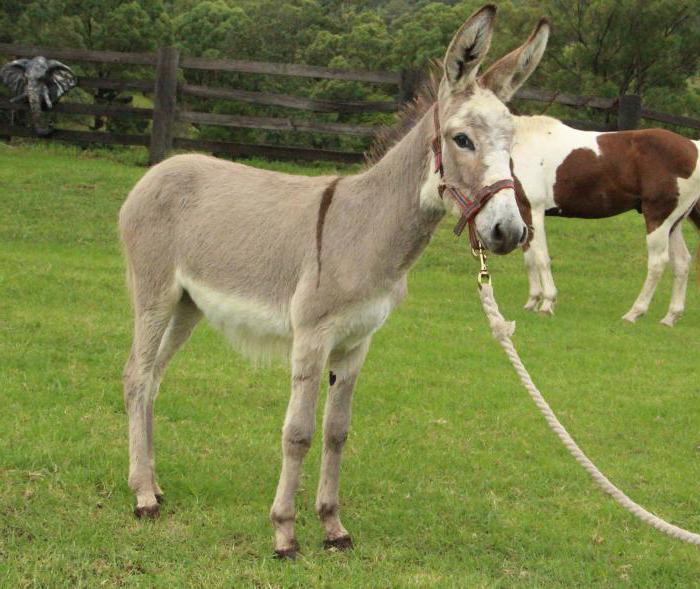 Смотреть Марк Дорсель порно видео